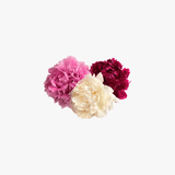 Carnation Flower